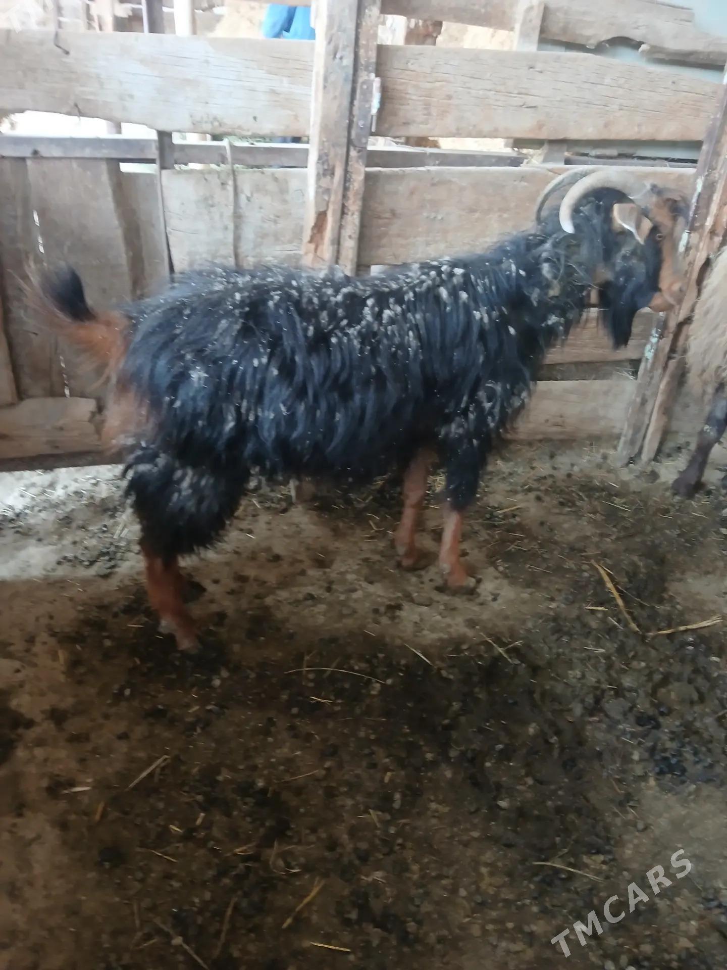 Issek - Бахарден - img 1