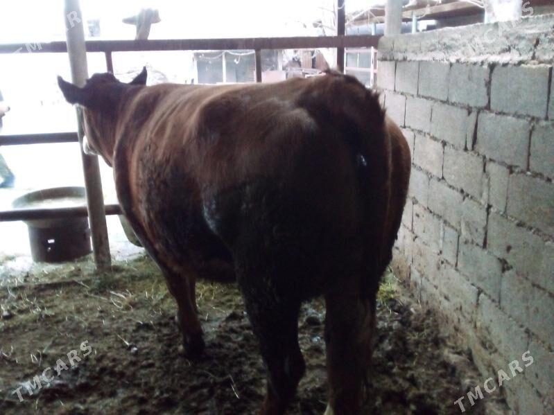 Bakylan tüwe - Бузмеин - img 1