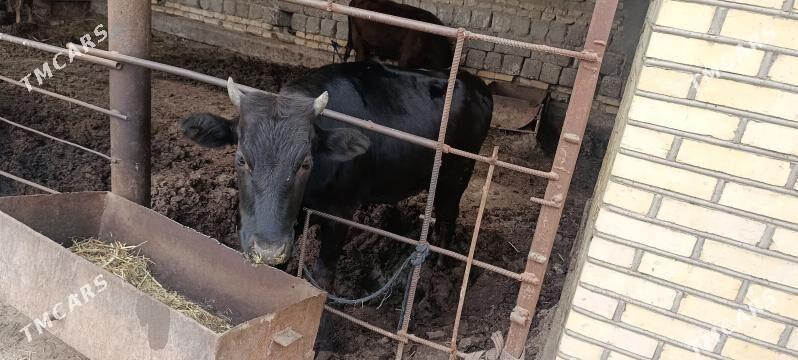 Bakylan gulajyn - Мары - img 1