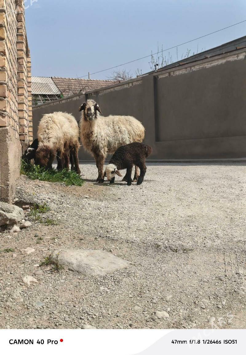 гузылы гоюн - Балканабат - img 1