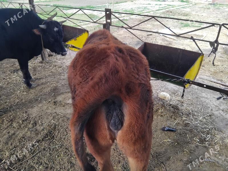 guljyn - Векильбазар - img 1