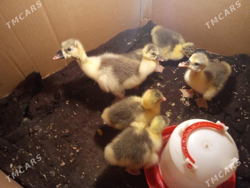 gaz juje - Гороглы (Тагта) - img 1