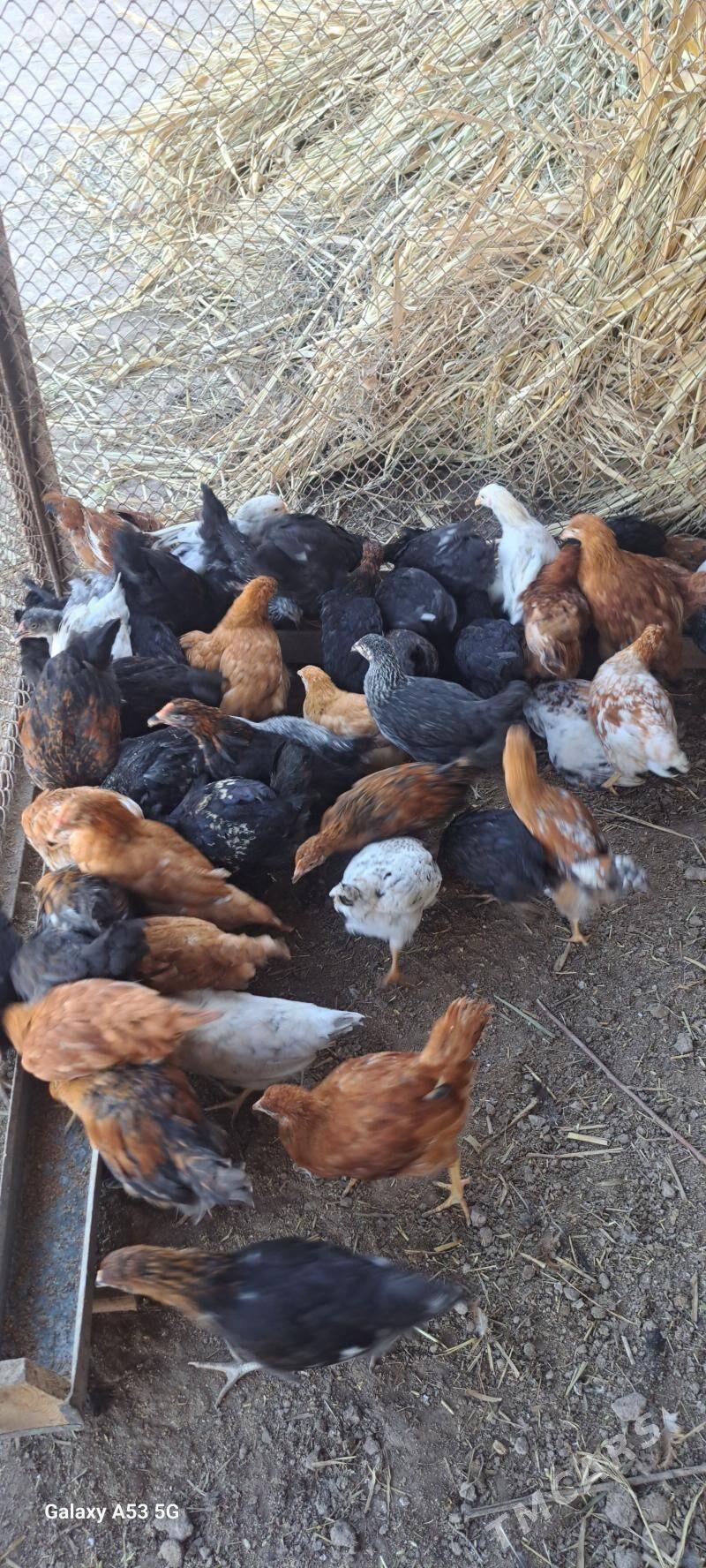 tovuk jüje - Гороглы (Тагта) - img 1