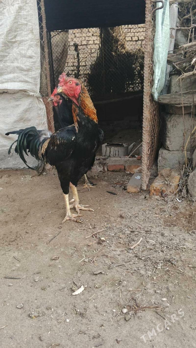 baysok horaz - Дянев - img 1