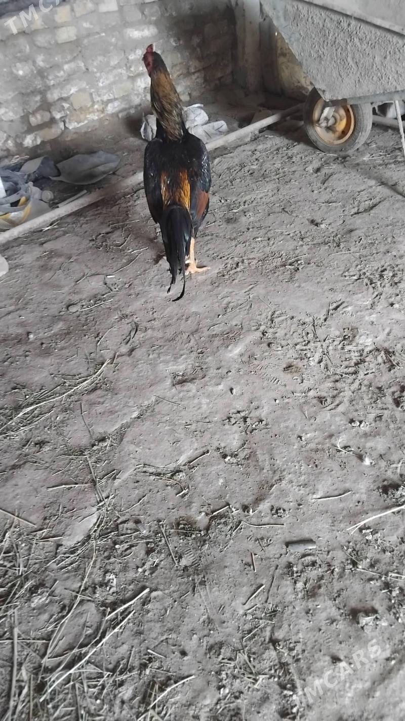 bayes horaz - Векильбазар - img 1