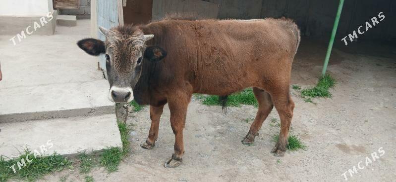 okuz - Гёкдепе - img 1