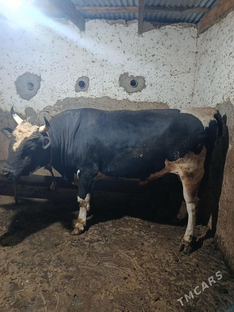 okuz - Гызыларбат - img 1