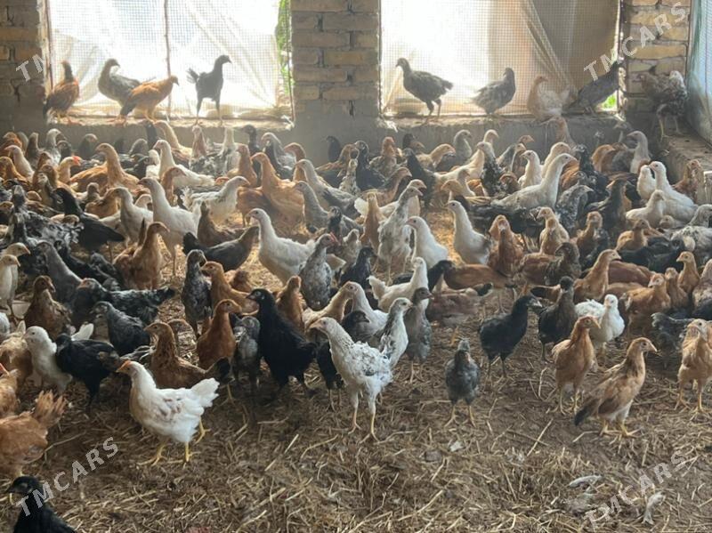 towuk jüýje 4 aýlyk - Туркменабат - img 1