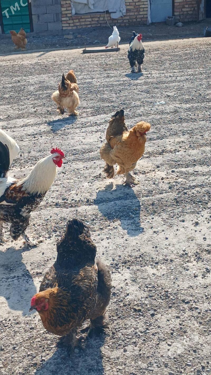 orgingal brama - Гызыларбат - img 1