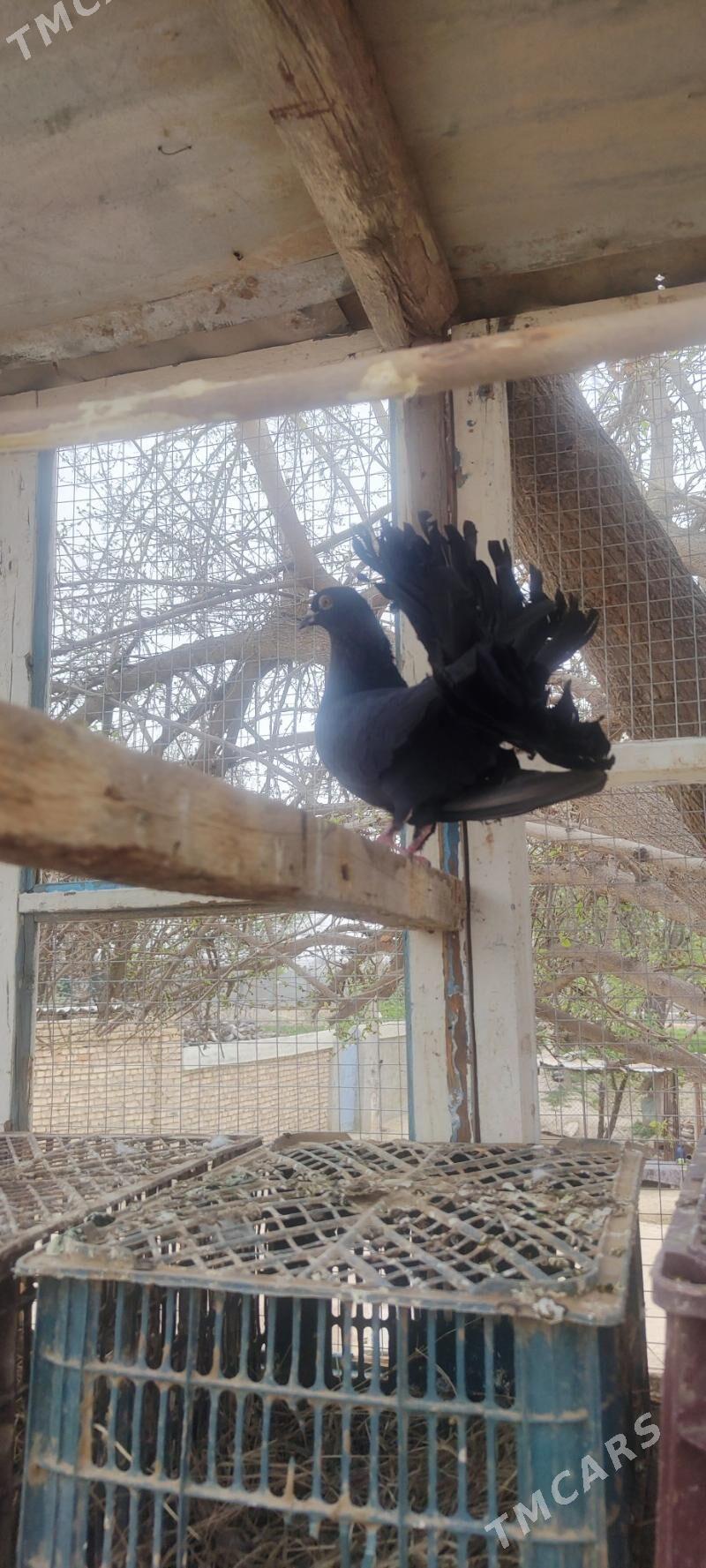 kepderi pawlin - Ёлётен - img 1