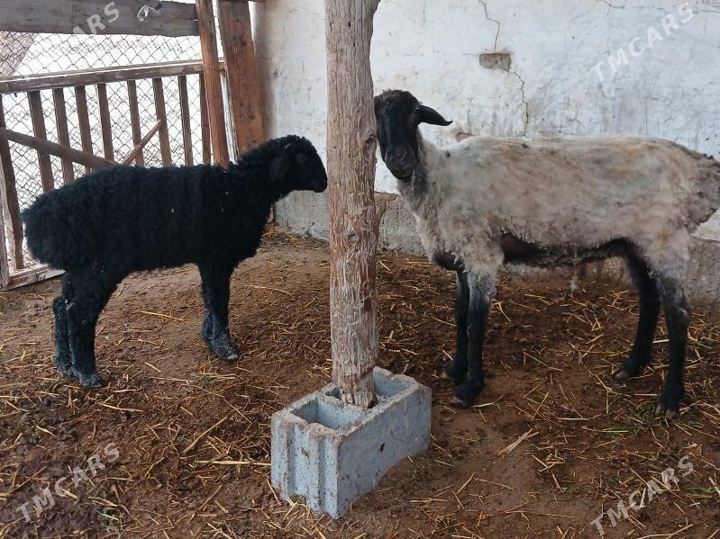 goýun - Гёкдепе - img 1