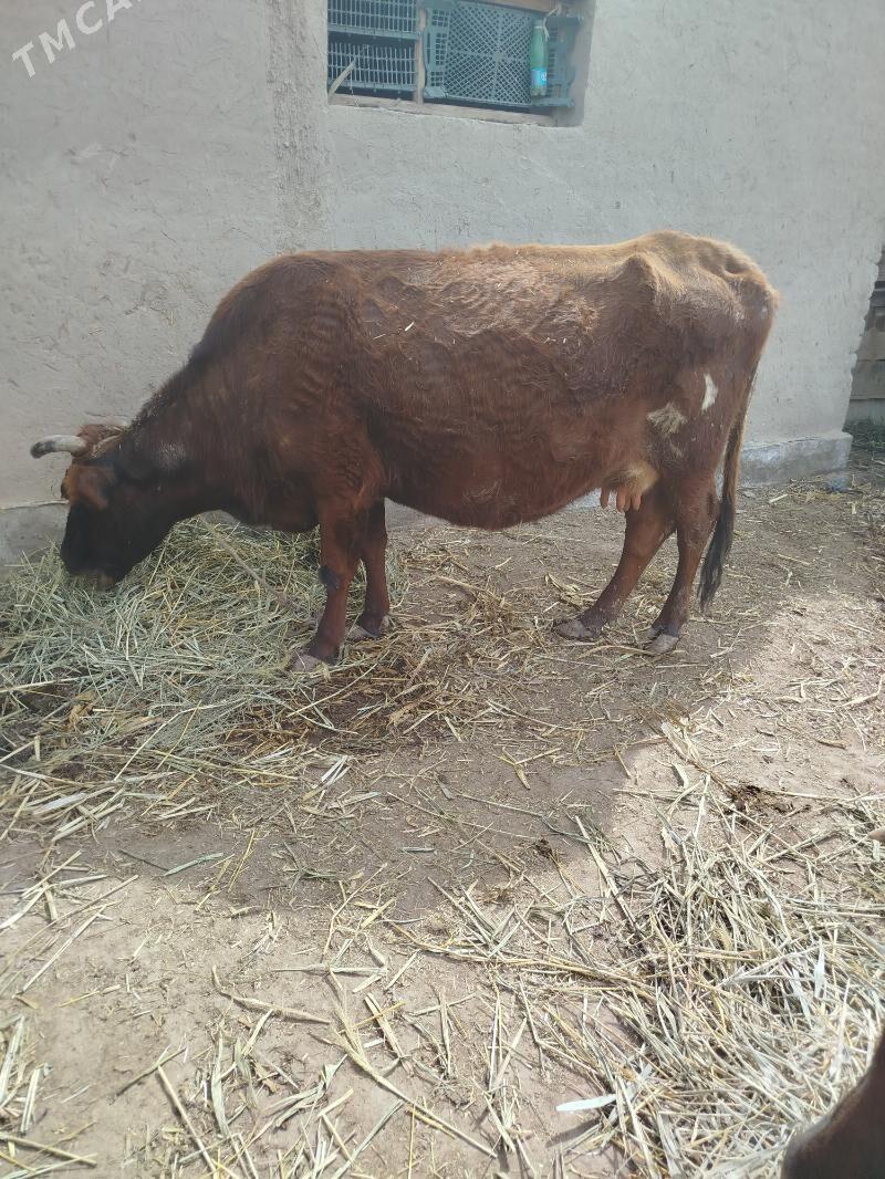 goleli sygyr - Губадаг - img 1