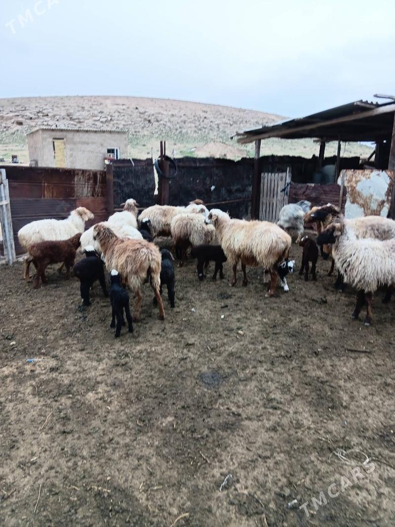 Guzli goyun - Туркменбаши - img 1