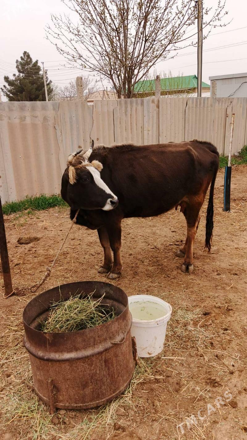 Sygyr - Гёкдепе - img 1