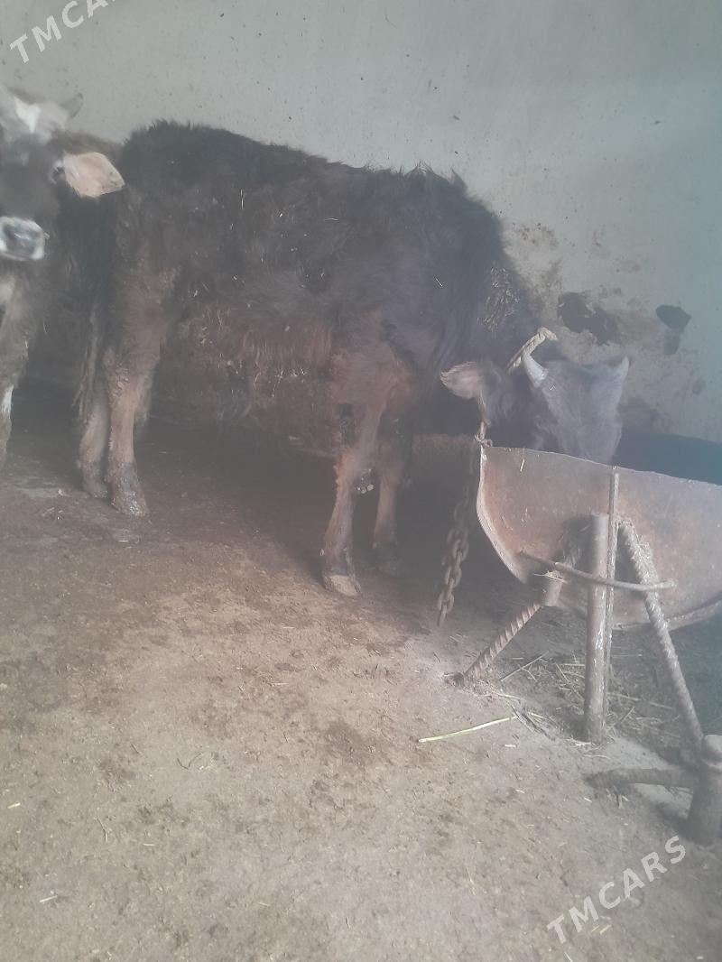 òkùzçeler - Гызыларбат - img 1