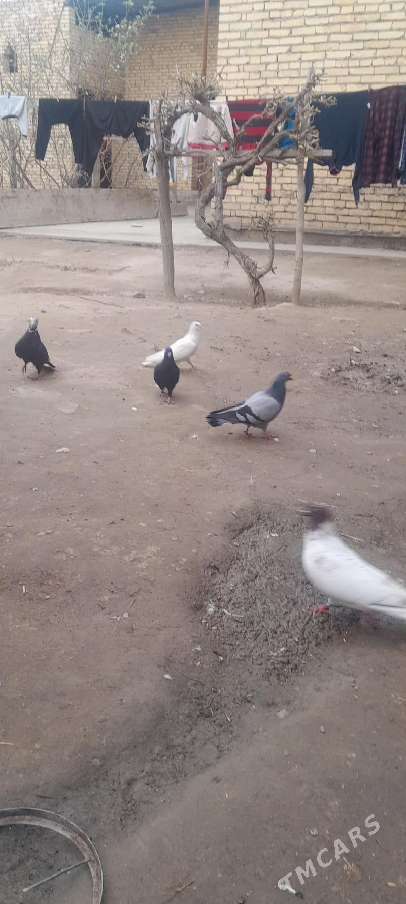 Кептер - Türkmenabat - img 1