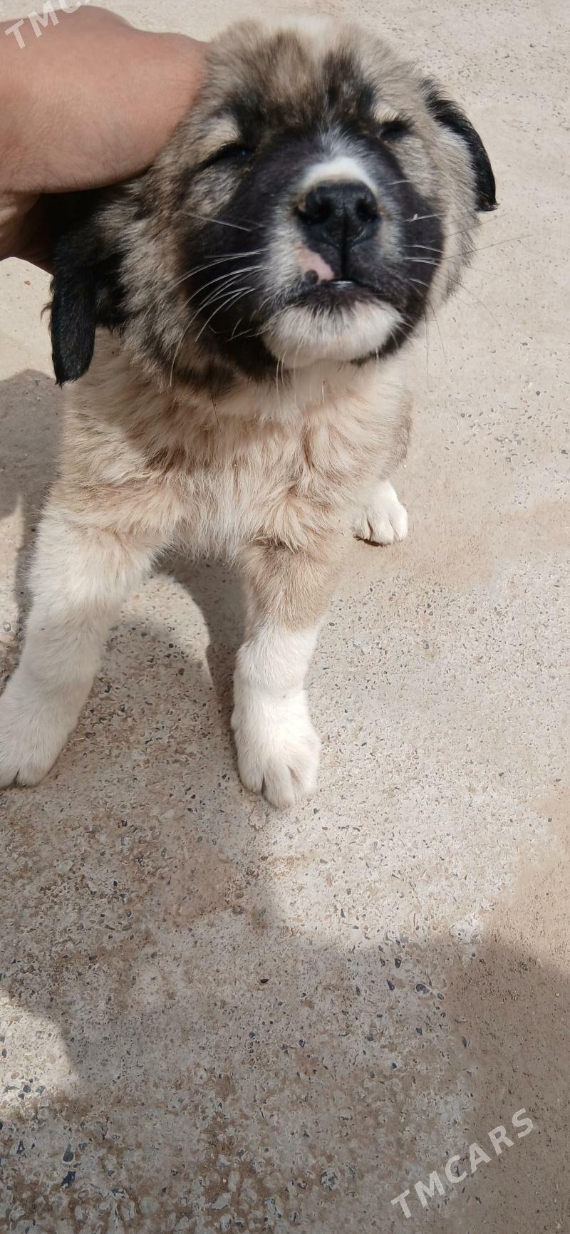 garagöz - Бабадайхан - img 1