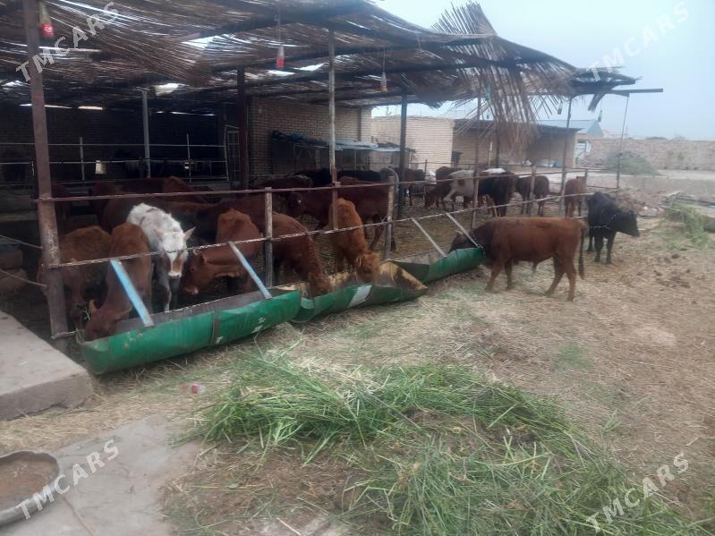 sygyrlar öküzler ve gulajyn - Mary - img 1