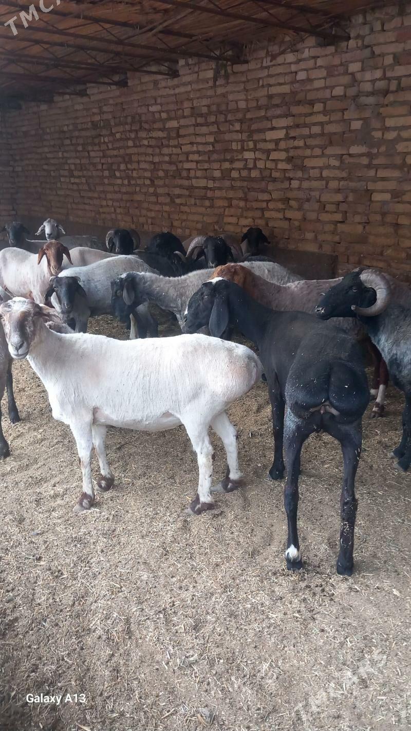 Goyun - Чарджоу - img 1