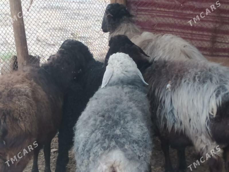 goyun goc - Чарджоу - img 1