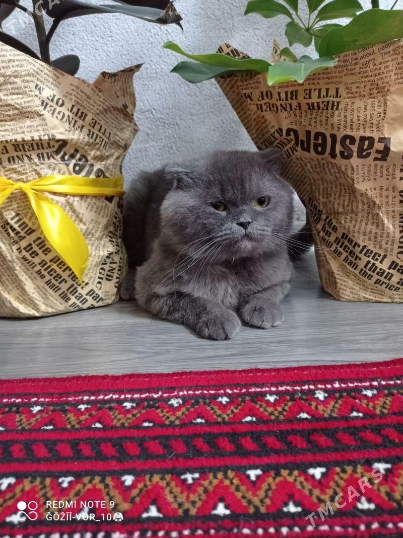 pisik - Дашогуз - img 1