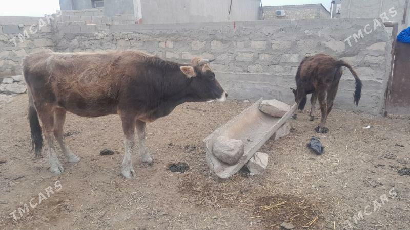 goleli sygyr - Gyzylarbat - img 1