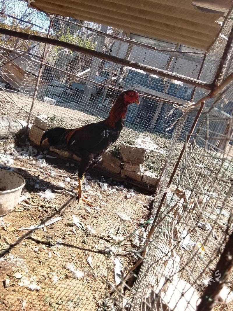 .. - Чарджоу - img 1