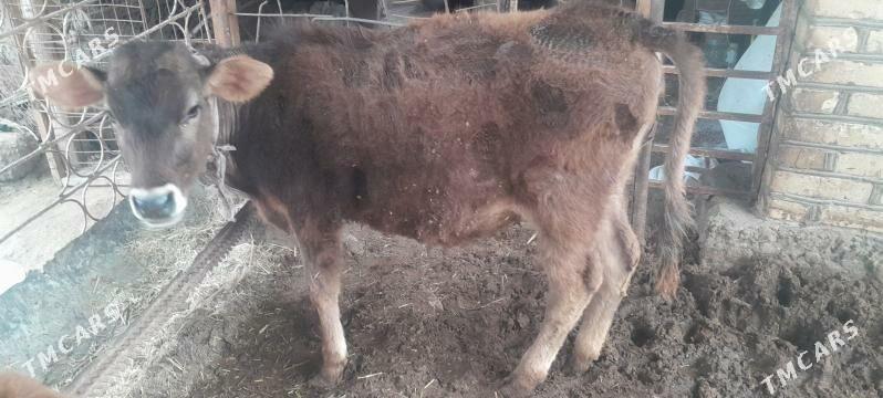 gulajyn gole - Wekilbazar - img 1