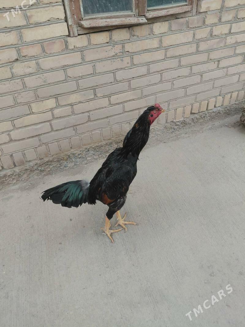 Baysow horaz - Чарджоу - img 1