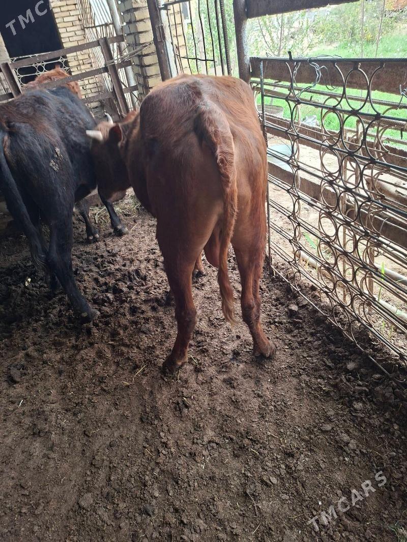 okuz 3 sany - Mary - img 1