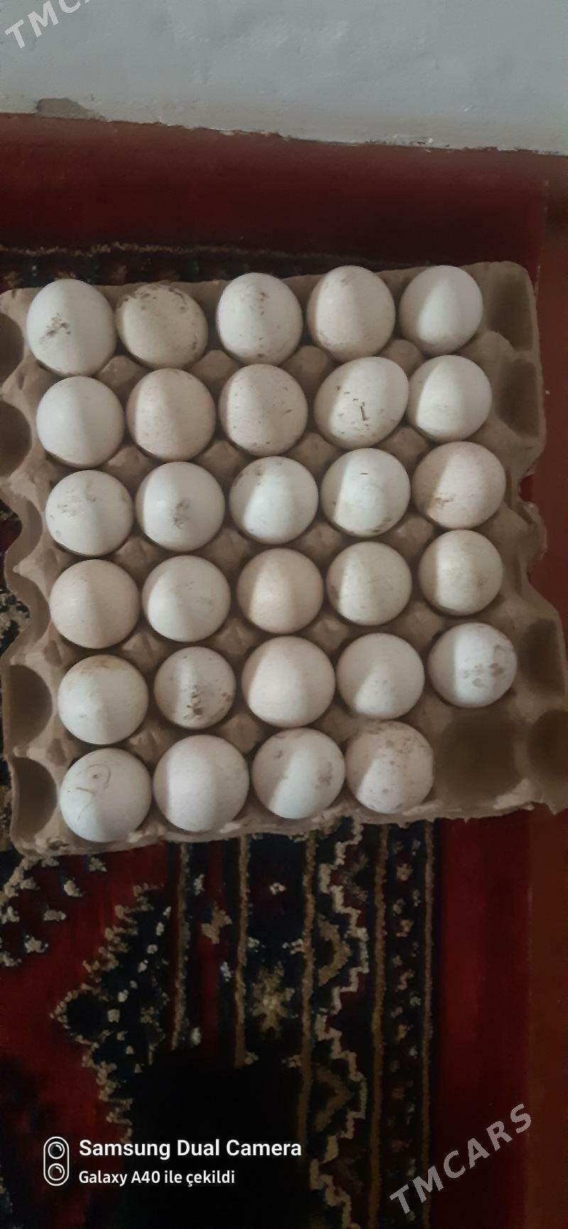 induk yumurtga - Гумдаг - img 1