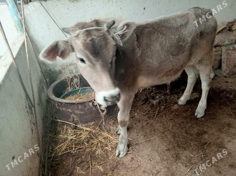 Tuwe - Гызыларбат - img 1