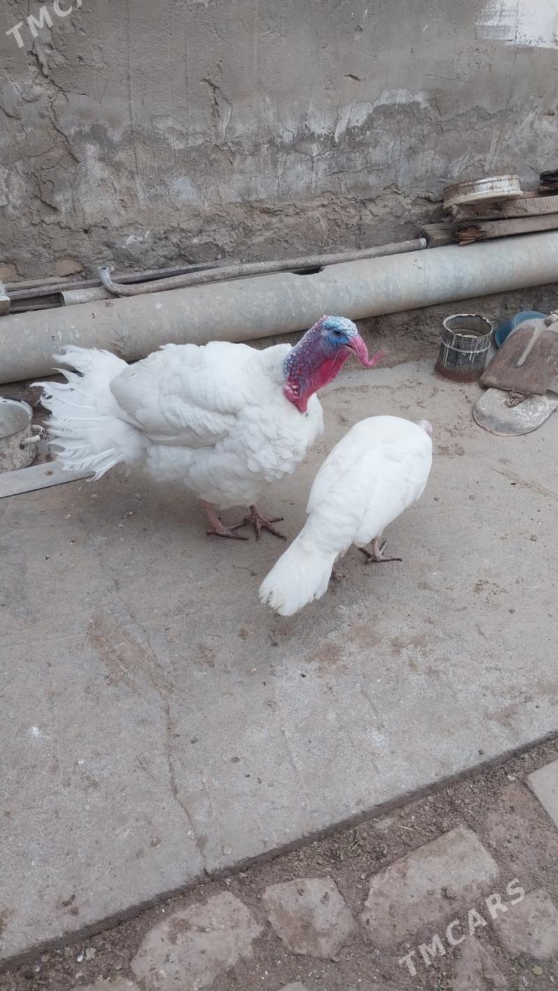 INDUK - Теджен - img 1