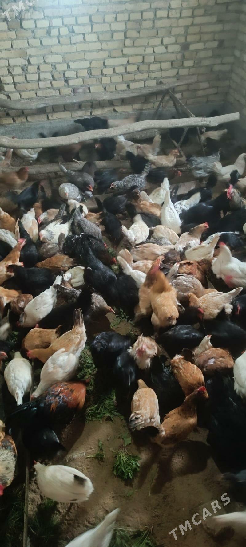 mesny towuklar - Seýdi - img 1