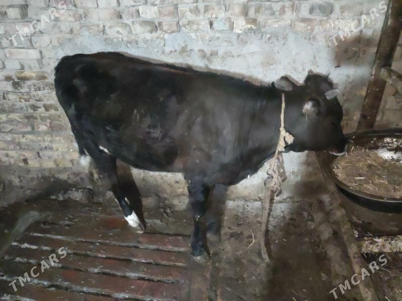 tuwe - Хитровка - img 1