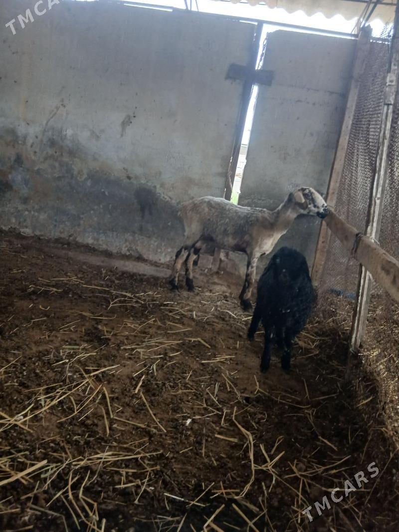 Goÿun - Яшлык - img 1