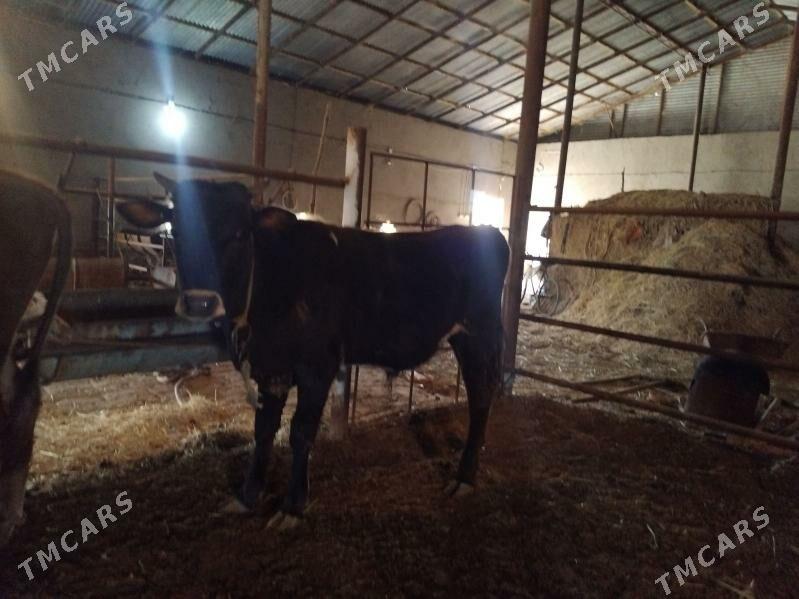 öküz - Baýramaly - img 1