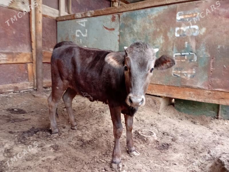 tuwe - Ак-Бугдайский этрап - img 1