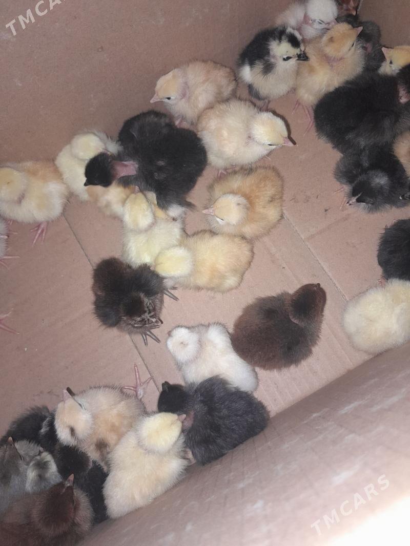 Dazdar juyjeller - Саят - img 1