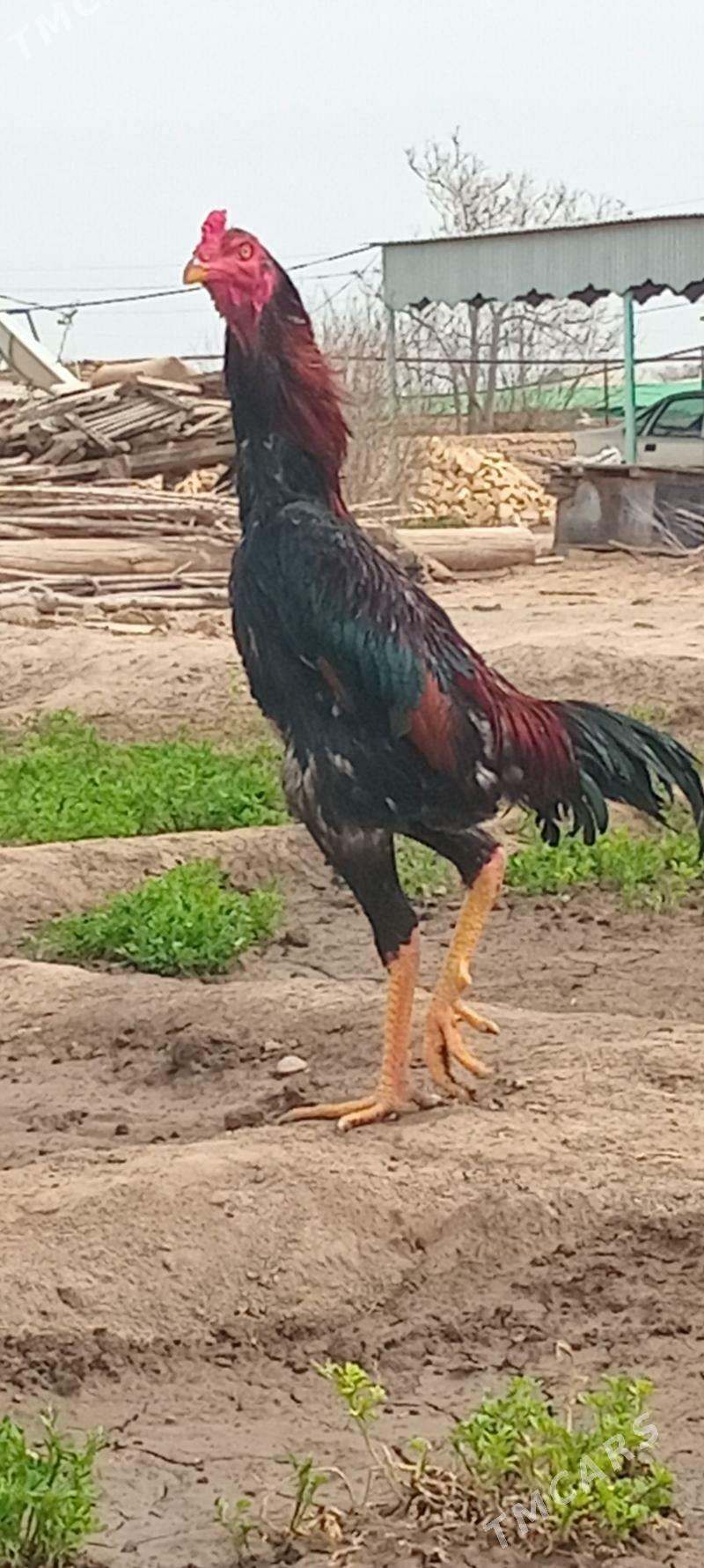 BAYES.HORAZ. - Байрамали - img 1