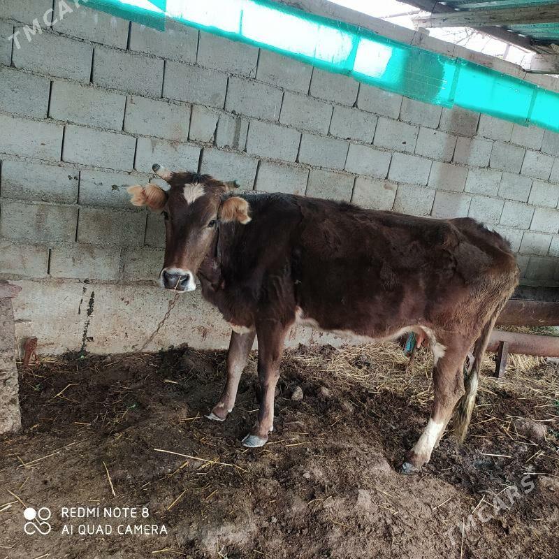 Boğaz sygyr - Гызыларбат - img 1