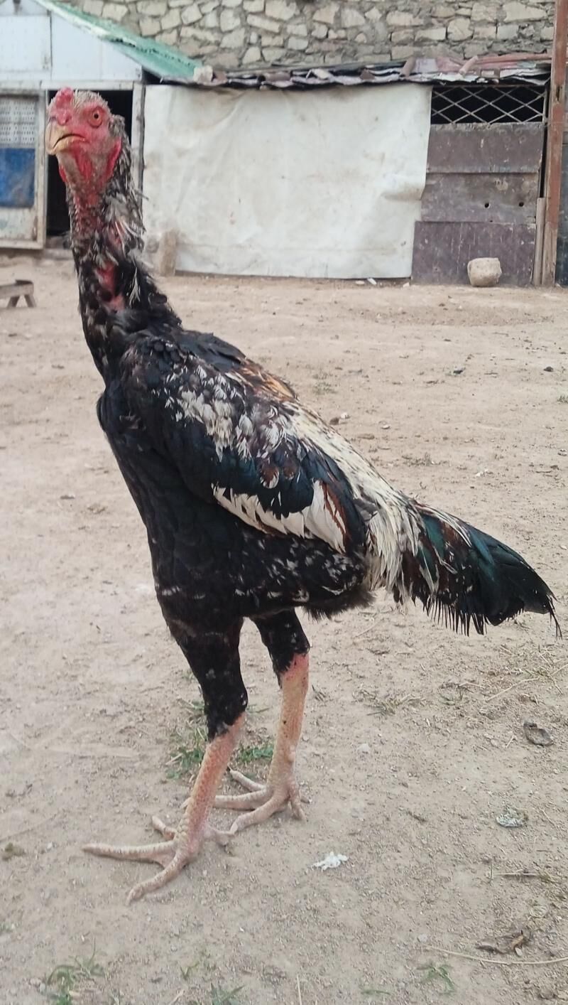 Çistiý özbek jüýje - Балканабат - img 1