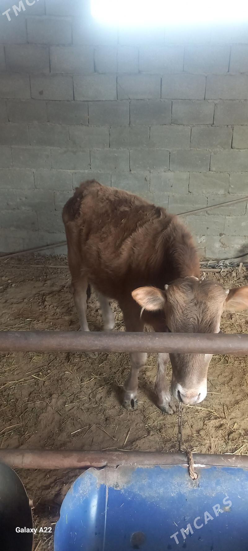 Yaşajyk tuwe - Анев - img 1