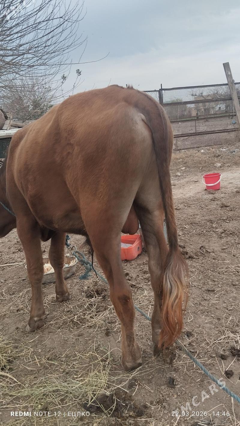 окуз - Türkmenabat - img 1