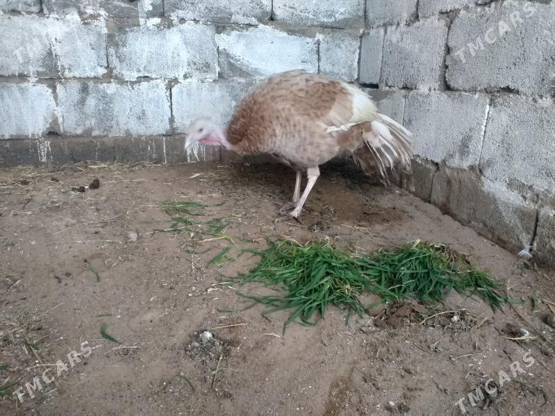 induk - Ашхабад - img 1