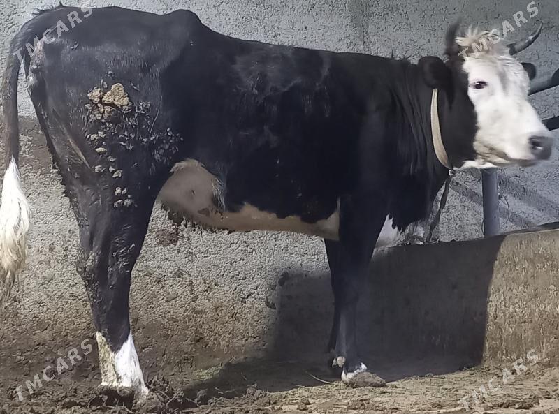 tuwe - Бузмеин - img 1