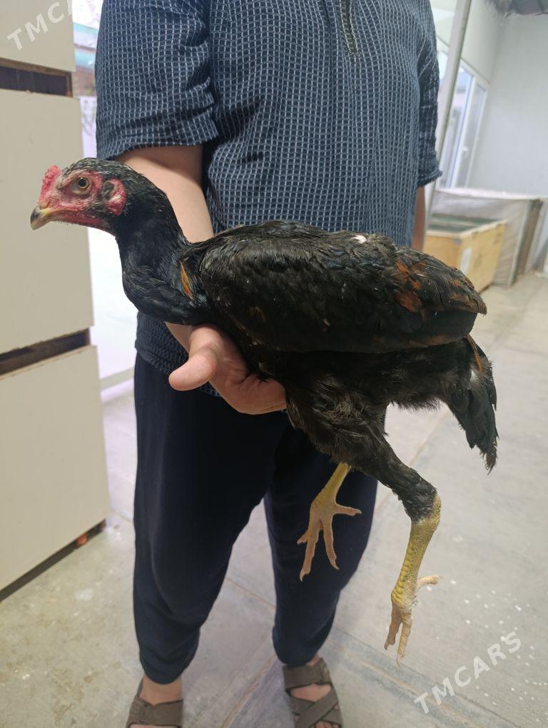 taşkent - Çoganly - img 1