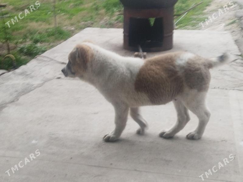 gujuk - Гёкдепе - img 1