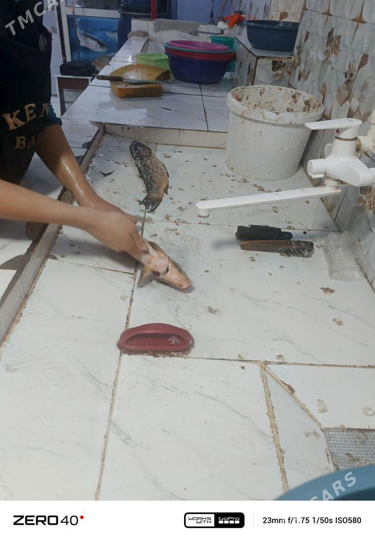 Balyk Dukan - Сакарчага - img 1