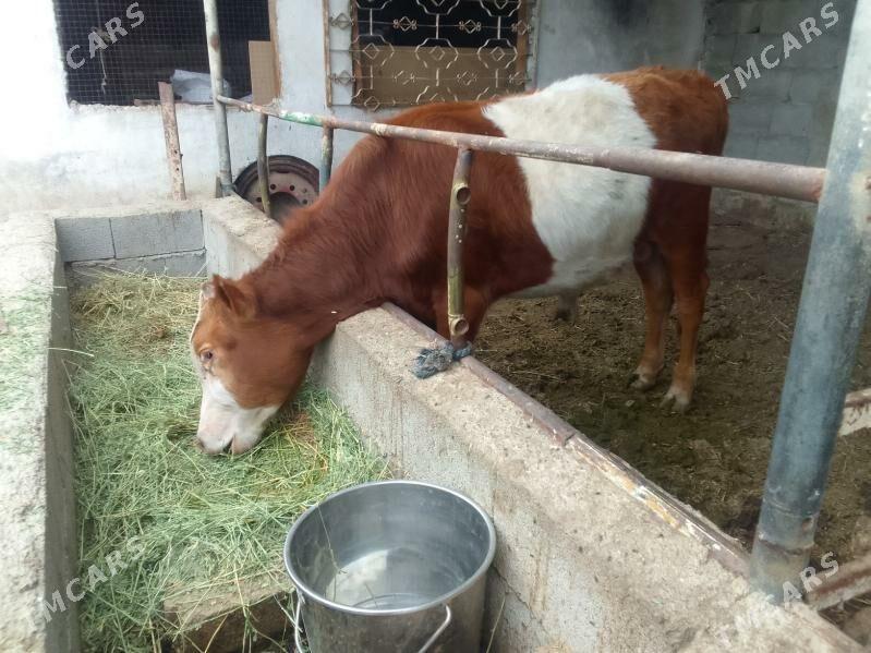 okuz tuwe - Гёкдепе - img 1